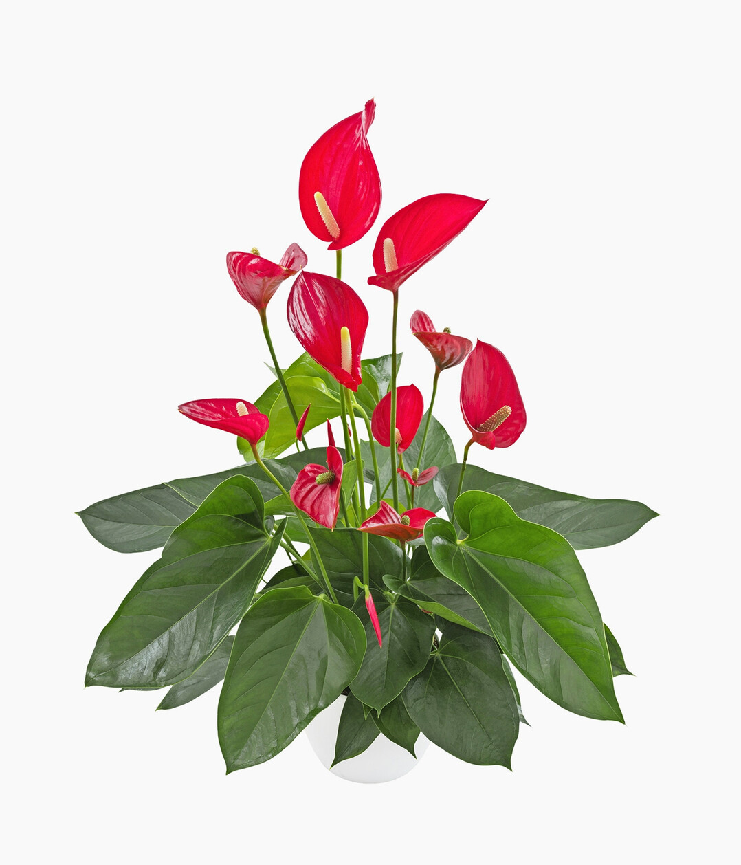 <i>Anthurium </i>
Melodia Red (Anthura) 