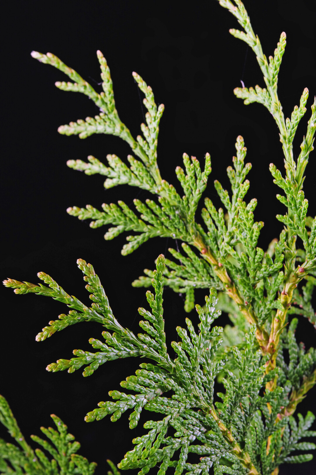 <i>Thuja </i>
Magical Junior Giant (Kolster)