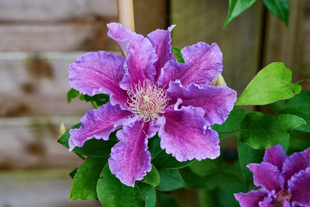 <i>Clematis </i>
Baroness Fookes (EviGsy156PBR) (Raymond Evison Clematis The Guernsey Clematis Nursery)