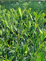 <i>Prunus laurocerasus</i>
Otto Supreme (‘GRPL08’PBR) (Plantipp)