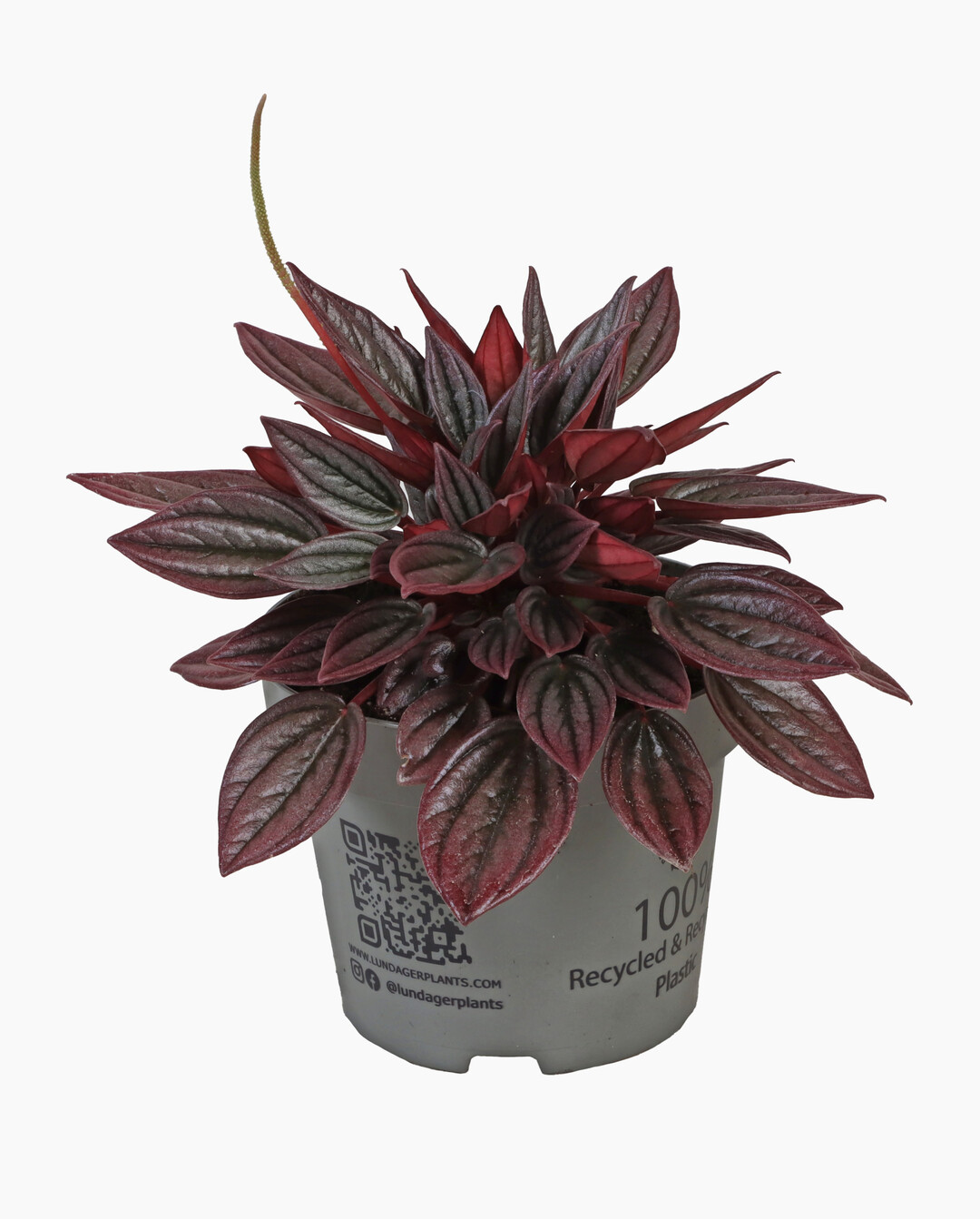 <i>Peperomia caperata</i>
 Yunck. TP12 La Paz (Gartneriet Lundager)