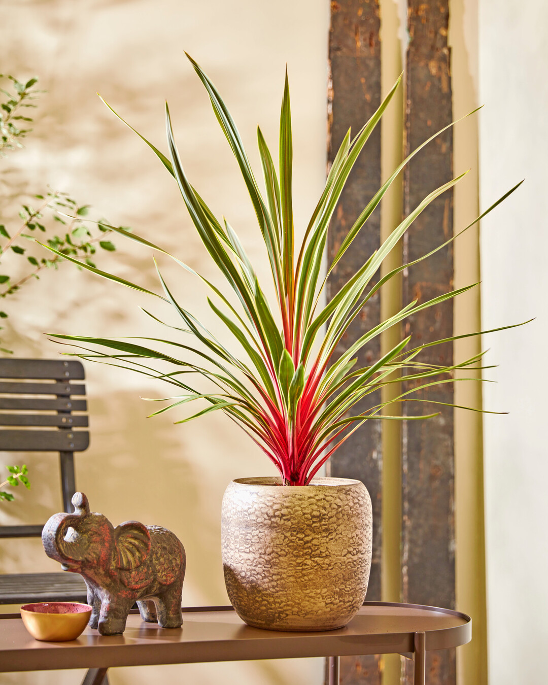 <i>Cordyline australis</i>
 Magic Star (TUS020"PBR) (Concept Plants)