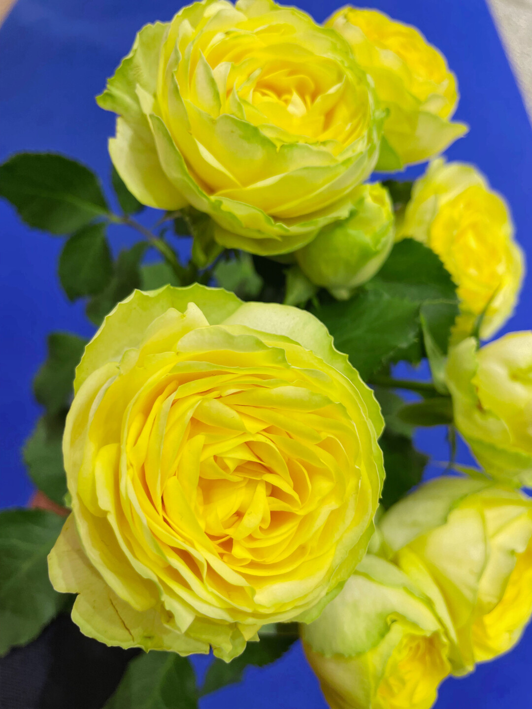 <i>Rosa </i>
Hybrid Under the Stars (TM) 