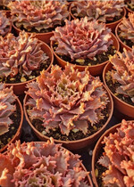<i>Graptoveria </i>
‘Starfire’ PBR (Cactusmania di Manera Bruno)