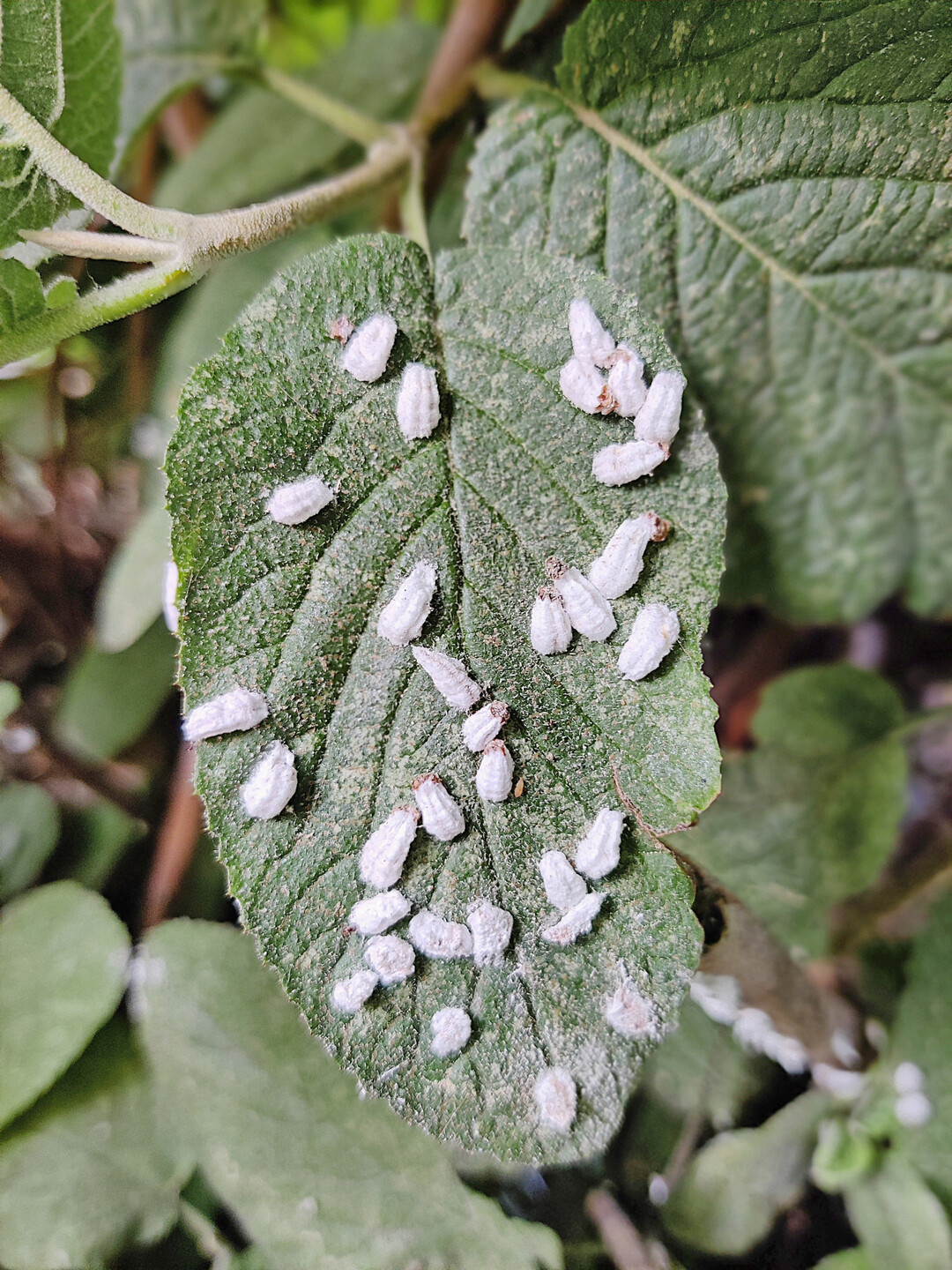 <i>Pulvinaria</i>
<i>hydrangeae: z</i>
ahlreiche Wachswollsäcke auf der Blattoberseite eines Wolligen Schneeballs