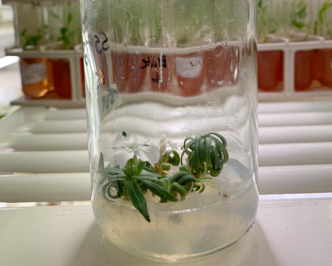 Silene stenophylla blüht nach 32.000 Jahren