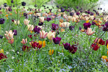 Tulpen mit Kaukasusvergissmeinnicht und Wiesenkerbel "Ravenswing"