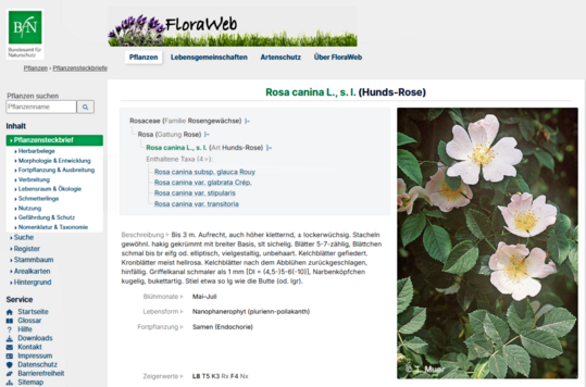 Suchergebnis auf der Homepage von FloraWeb