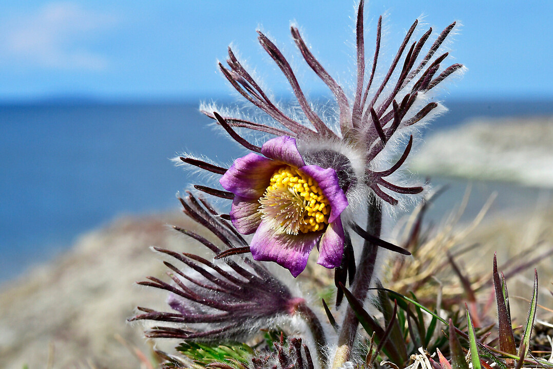 Wiesen-Kuhschelle (Pulsatilla pratensis) am Kstenweg auf land