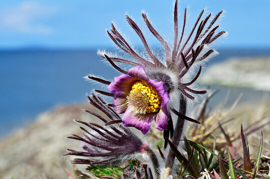 Wiesen-Kuhschelle (Pulsatilla pratensis) am Kstenweg auf land