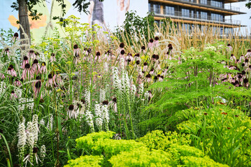 Eine Kombination aus Echinacea pallida Hula Dancer, Liatris spicata Floristan White, Patrinia scabiosifolia und Ligusticopsis wallichiana