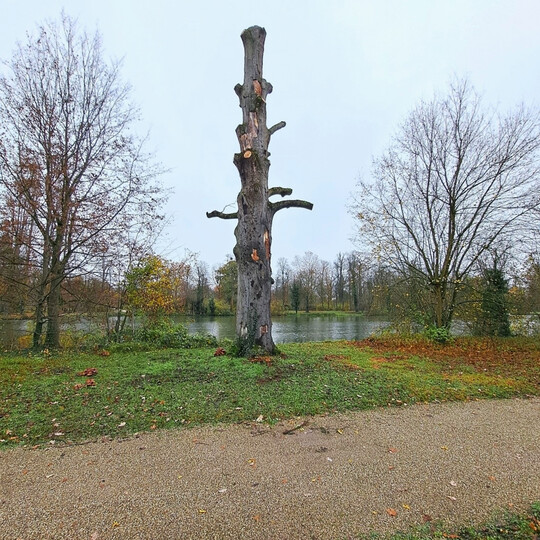 Torso einer abgestorbenen Blut-Buche am Weiher im Schwetzinger Schlosspark