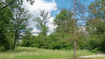 Geschlossen fr das Publikum: Im Englischen Landschaftsgarten im Schwetzinger Schlosspark weisen trockene Astpartien in den Baumkronen auf abgestorbene ste hin, die ein Gefhrdungspotenzial darstellen.