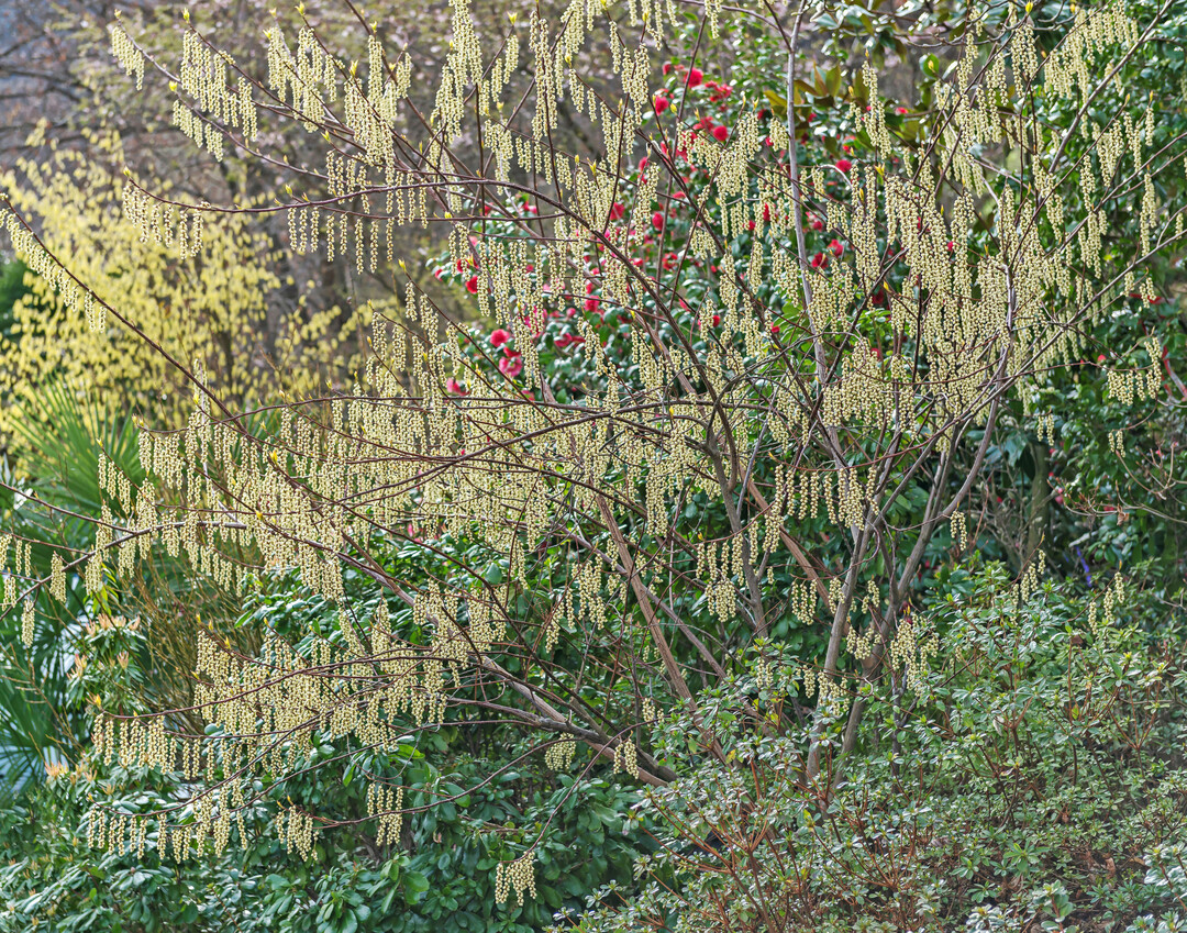 Japanischer Perlschweif (Stachyurus praecox)
