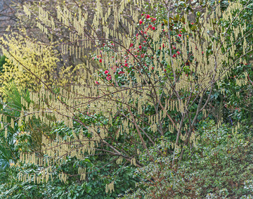Japanischer Perlschweif (Stachyurus praecox)