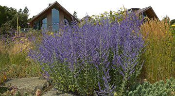 Perowskien-Klassiker: Salvia Blue Spire