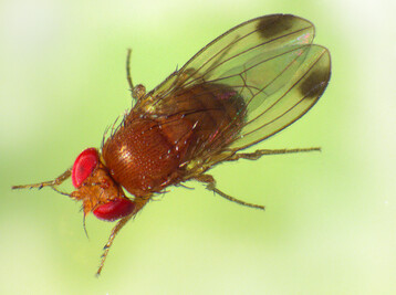Mnnliches Exemplar der Kirschessigfliege, Drosophila suzuki