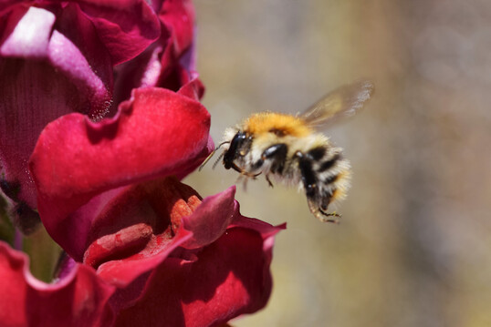Insekten wie diese Ackerhummel machen Geräusche, die in Zukunft zur Erkennung dienen könnten
