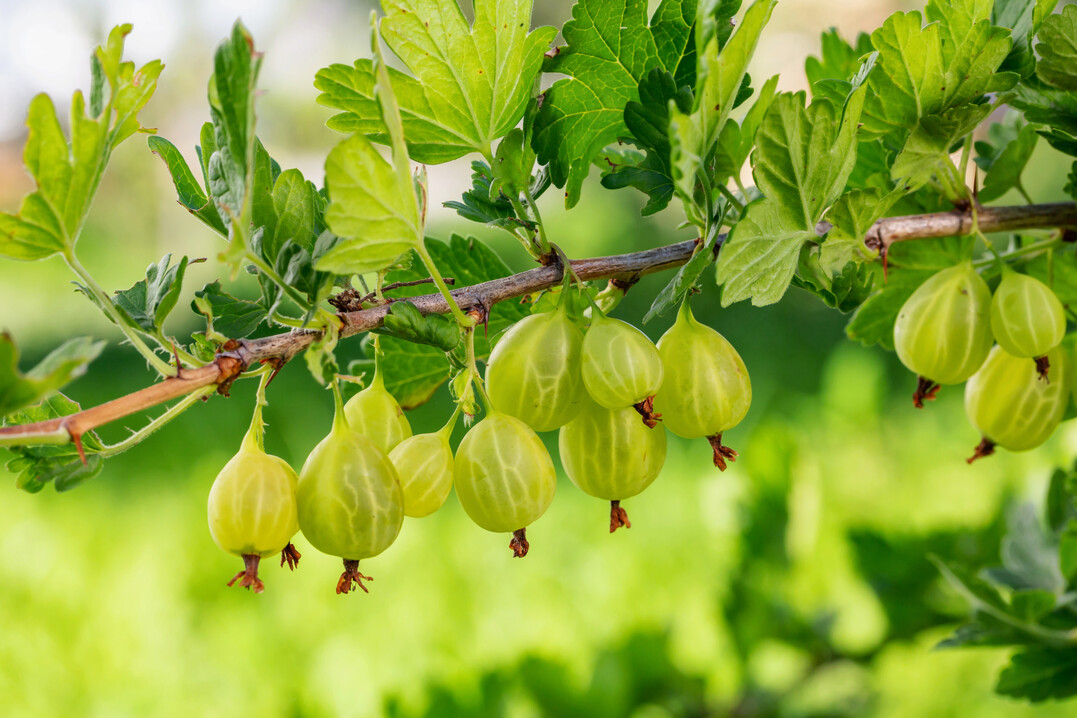 Wer so schöne Stachelbeeren ernten möchte, sollte im März den Schnitt der Pflanzen zügig abschließen, bevor sie austreiben. Zu später Schnitt zehrt an der Wuchskraft.