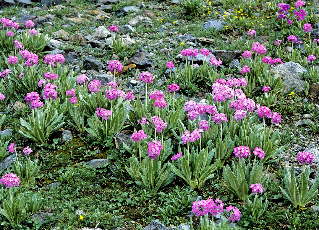 Primula longipes im Kackar-Gebirge, Provinz Rize, Nordosttürkei