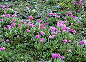 Primula longipes im Kackar-Gebirge, Provinz Rize, Nordosttrkei