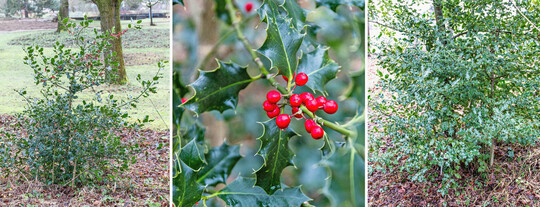 Die Gewhnliche Stechpalme (
<i>Ilex aquifolium</i>
) zeigt im Winter ihre leuchtend roten Steinfrchte; genauer: die weibliche Pflanze (links), whrend die mnnliche Pflanze (rechts) schmucklos ist.