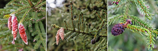 Markante Zapfen an der Kaukasus-Fichte (
<i>Picea orientalis</i>
). Die heranreifenden weiblichen Zapfen (links) sind lnglich und strahlend rotbraun. Die dunklen, kugeligen Gebilde (rechts) sind Gallen, die von der Blattlaus 
<i>Dreyfusia prelli</i>
 hervorgerufen werden.