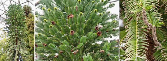 Ein Schatz in der Kuppel, die Wollemie (
<i>Wollemia nobilis</i>
). Diese in der Natur extrem seltene Koniferenart stammt aus Australien und galt lange als ausgestorben. Der Baum entwickelte erstmals im Jahr 2020 die runden, weiblichen Zapfen (Mitte). Rechts die mnnlichen Zapfen.