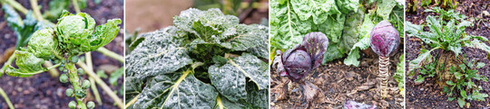 Was vom Gemse brigblieb: Die Feldfrchte werden im Botanischen Garten nicht im Herbst geerntet, sondern berdauern den Winter, so dass die Studierenden und Besucher beobachten knnen, wie sich diese ber die Jahreszeiten entwickeln und vergehen (von links): Rosenkohl (
<i>Brassica oleracea var. gemmifera</i>
), Palmkohl (
<i>Brassica oleracea var. palmifolia</i>
 DC.), Rotkohl (
<i>Brassica oleracea convar. capitata var. rubra</i>
 L.), Zuckerrbe (
<i>Beta vulgaris subsp. vulgaris</i>
).