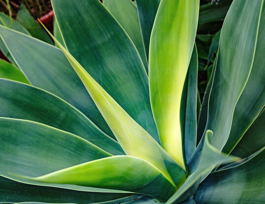 Ihre beinahe futuristische Anmutung passt zum Standort, dem Kuppelgewchshaus: die Drachenbaum-Agave (
<i>Agave attenuata</i>
).