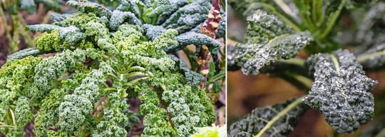 Nach einem Regenschauer ist an den Blttern verschiedener Kohlsorten (hier der Grnkohl (
<i>Brassica oleracea var. sabellica</i>
 L.)) sehr gut der sogenannte Lotuseffekt zu beobachten: Die Bltter besitzen eine Mikrostruktur, auf der Wasser nur eine sehr geringe Auflageflche findet, so dass die Bltter nicht benetzt werden und das Wasser als Tropfen abperlt.