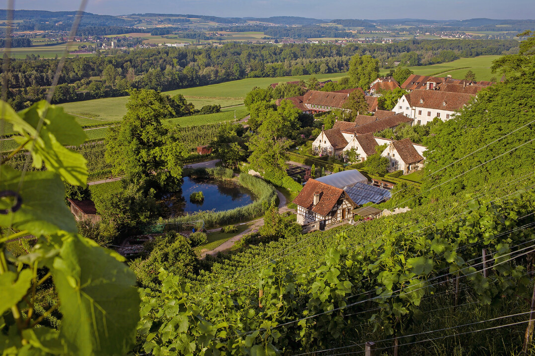 Die bis heute lebendige Weintradition ist in der Kartause Ittingen allgegenwrtig. Ab dem 6. April 2025 ffnet dort der Themenraum "Wein und Wohlstand".