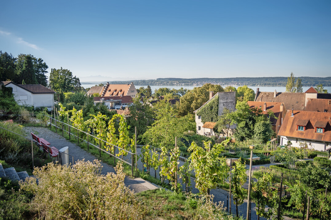 An den Weinlagen in den Menzinger Grten in berlingen verweisen Reben auf die Geschichte des Weinbaus in berlingen.