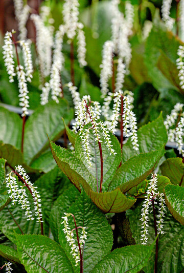 Chloranthus fortunei