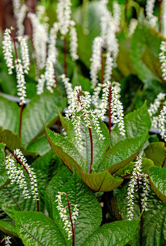 Chloranthus fortunei