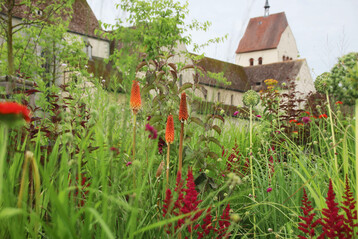 Rotgoldenes Staudenbeet im 2023 neu gestalteten Klostergarten des Mnsters St. Maria und Markus auf der Reichenau