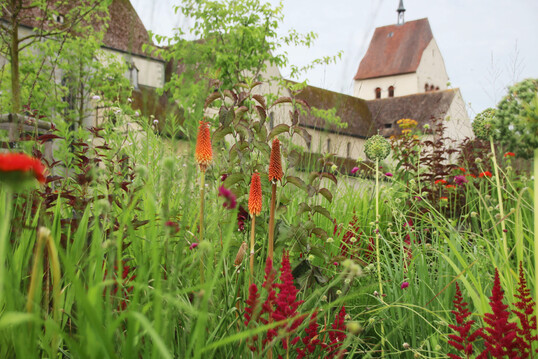 Rotgoldenes Staudenbeet im 2023 neu gestalteten Klostergarten des Mnsters St. Maria und Markus auf der Reichenau