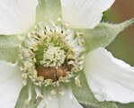 Ein Himbeerkäfer versteckt sich in einer Blüte.
