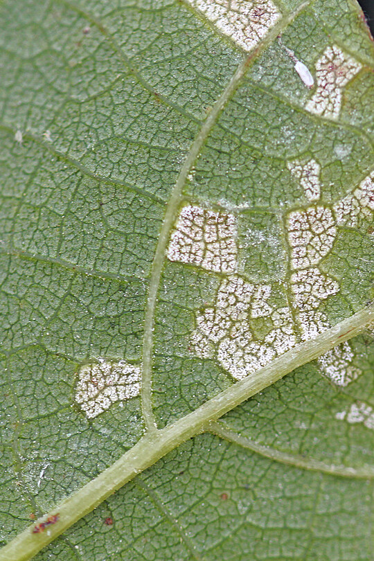 Walnussblattflecken durch den Pilz Microstroma als flaumiger Pilzbelag blattunterseits