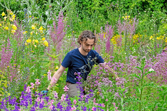 Der Student Linus Brinker betreut das Beet Insektenbuffet im Alten Botanischen Garten in Gttingen.
