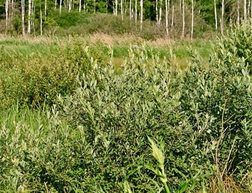 Ohr-Weide (
<i>Salix aurita</i>
) 
in Flachmoor im Wurzacher Ried 