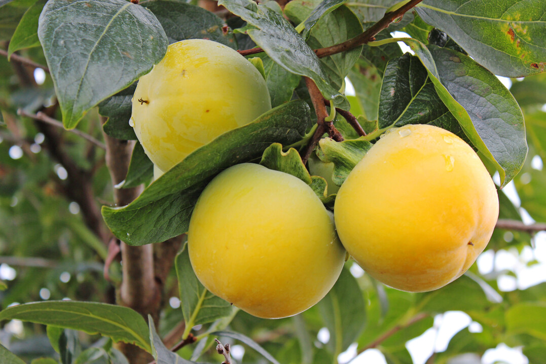 Diospyros kaki "Vaniglia", eine besondere Kaki-Sorte