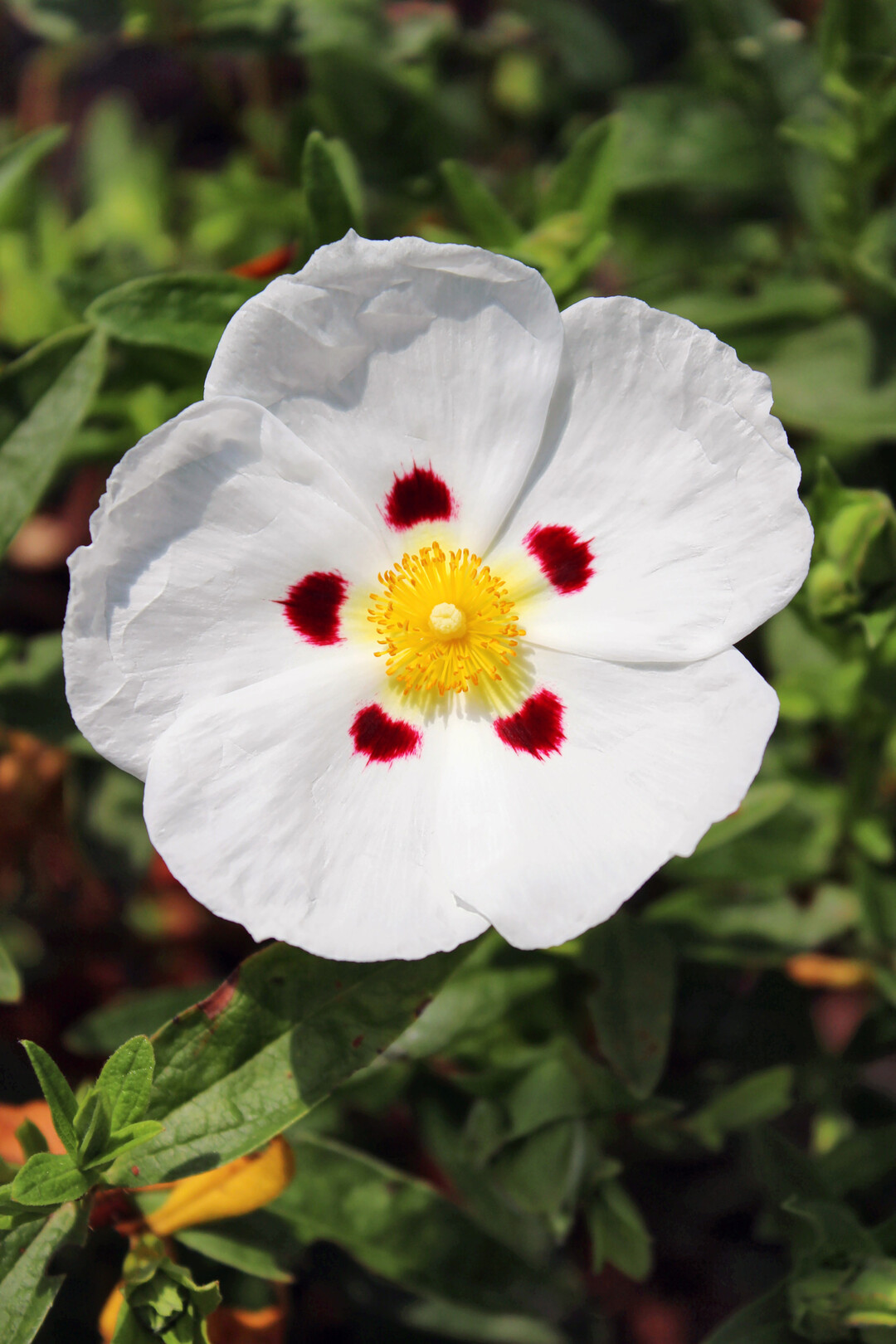 Cistus x dansereaui "Decumbens", ein trockenheitsvertrglicher mediterraner Halbstrauch
