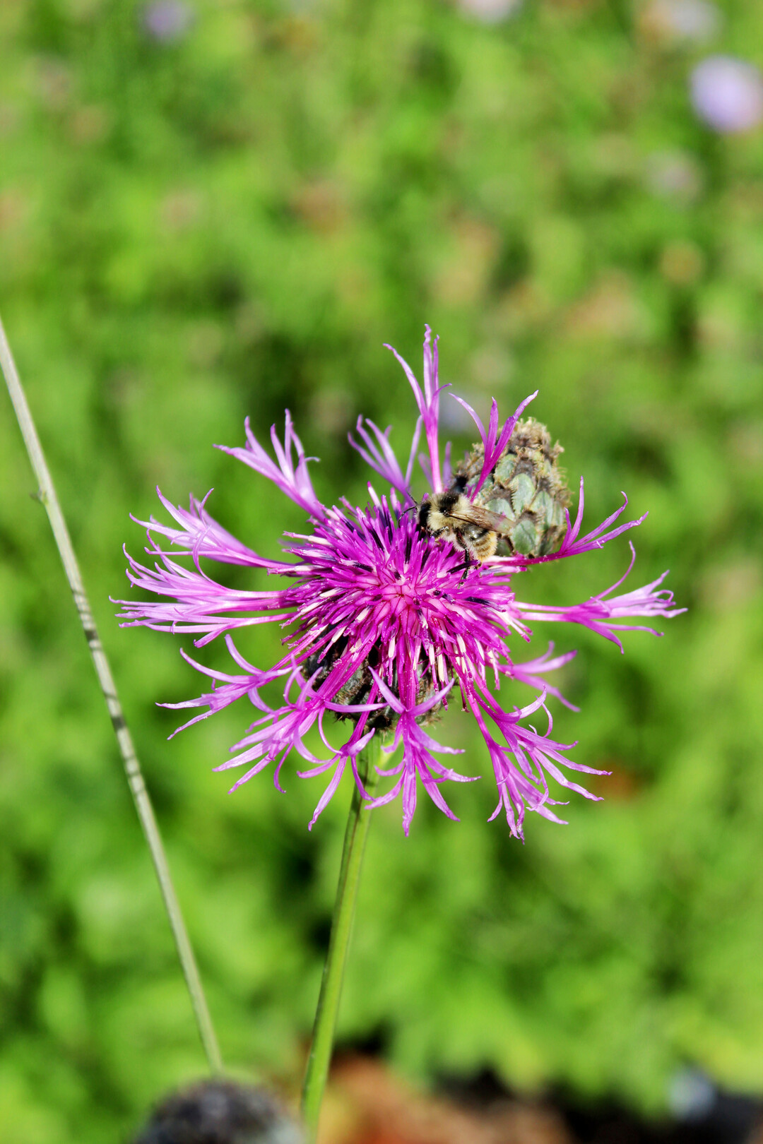 Centaurea scabiosa ist eine der Wildstauden im Sortiment von Stertz Pflanzen.