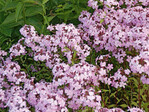 Saponaria sicula var. intermedia
‘Sigurd‘