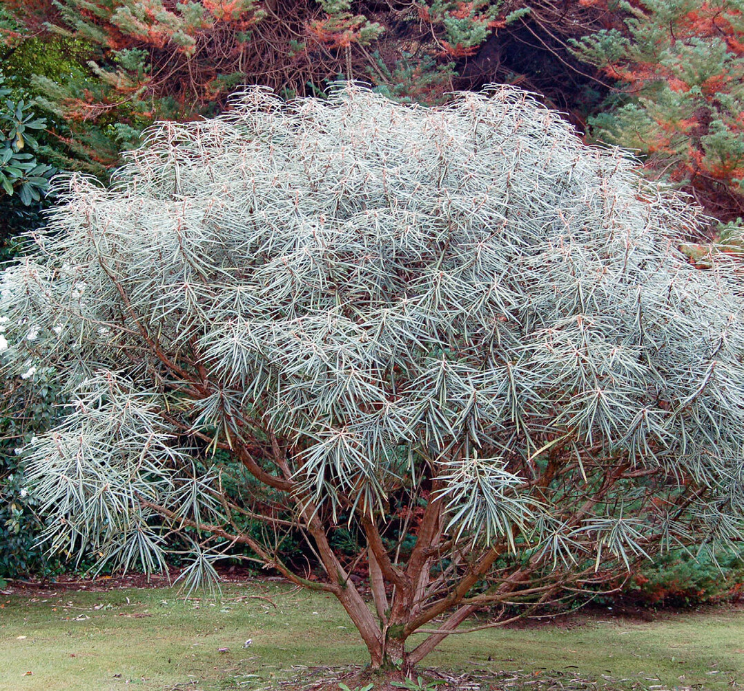 Asternartige Blüten von Olearia avicenniifolia