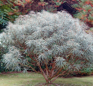 Asternartige Blten von Olearia avicenniifolia