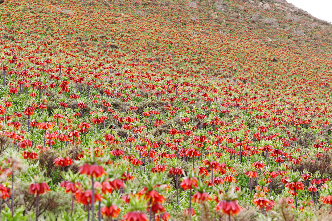 Fritillaria imperialis bildet am Naturstandort wie hier im Zagrosgebirge ausgedehnte Bestnde.