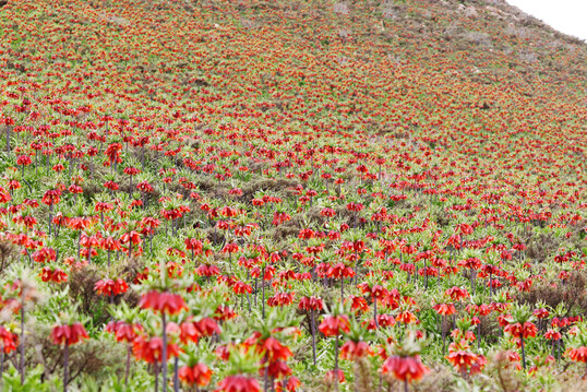 Fritillaria imperialis bildet am Naturstandort wie hier im Zagrosgebirge ausgedehnte Bestnde.