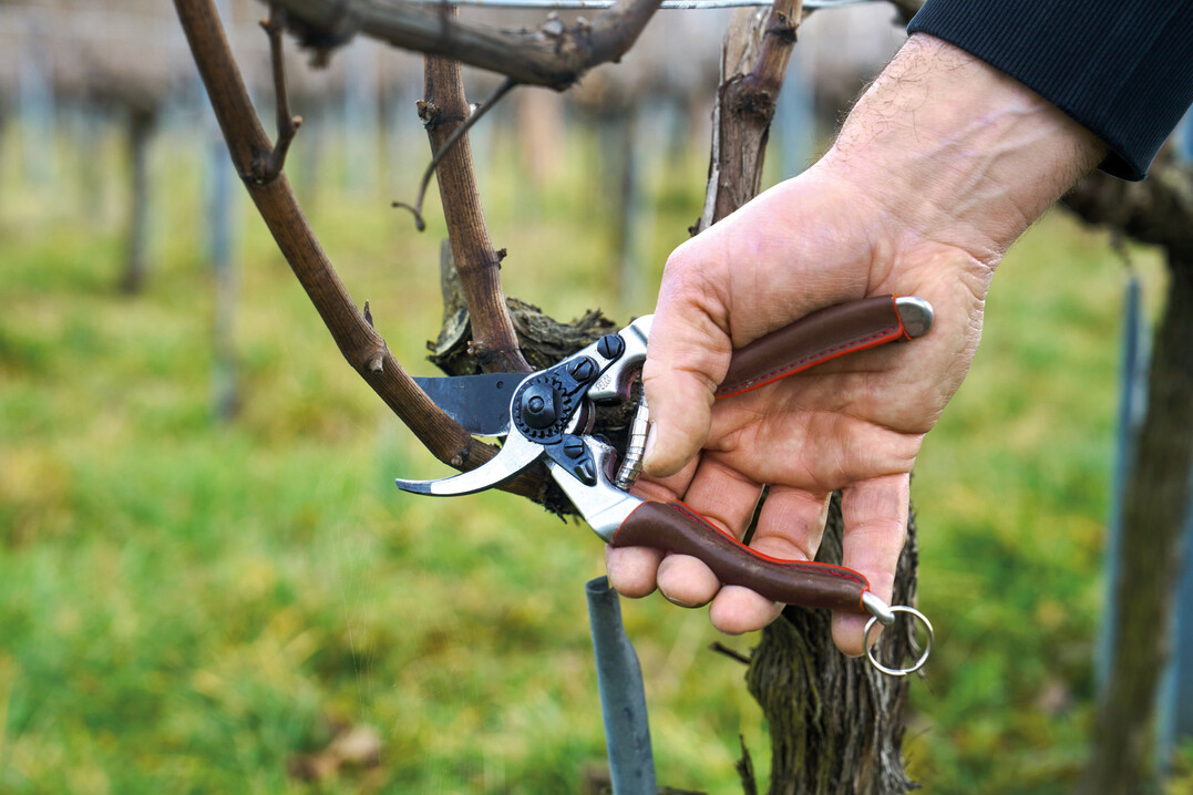 Mit seiner neuen Produktreihe Felco Elite geht der Schweizer Traditionshersteller neue Wege. Die Griffe aus geschmiedetem Aluminium stecken in einer handfreundlichen Lederumhllung.